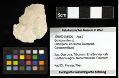 Foto (Objekt + Etiketten) von Goniodromites sp. 